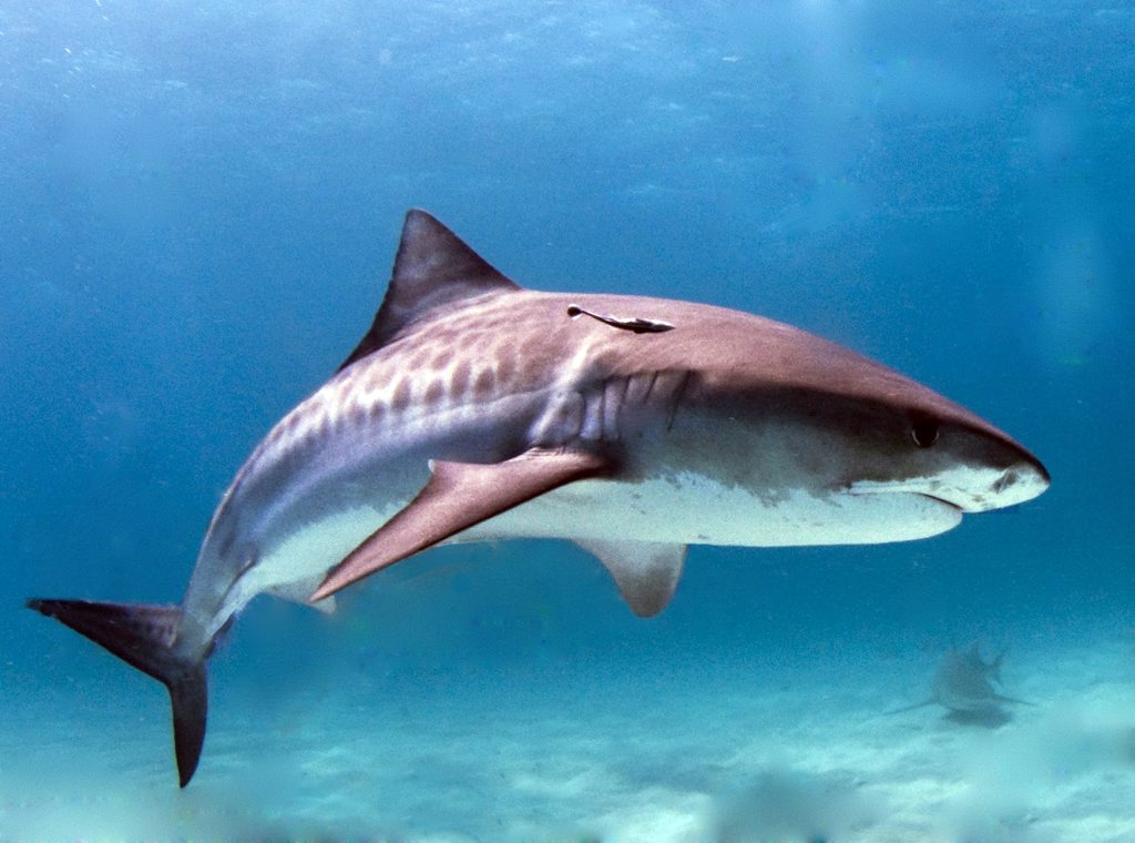 Shark nets are being sabotaged on the Sunshine Coast. Shark nets are being sabotaged on the Sunshine Coast.