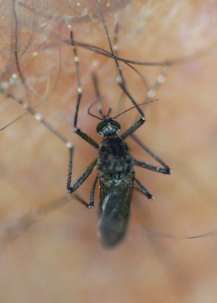 The Zika virus could impact on more than four million people. The Zika virus could impact on more than four million people.