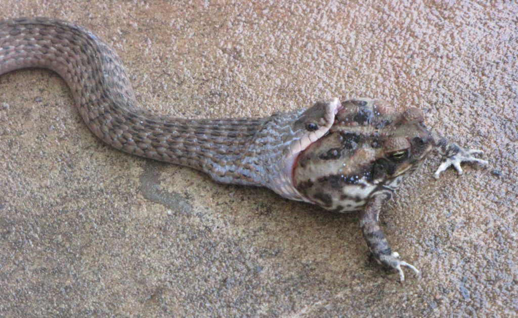 A keel back snale devours a toad at Terranora. A keel back snale devours a toad at Terranora.