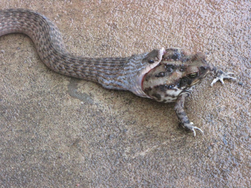 A keel back snale devours a toad at Terranora. A keel back snale devours a toad at Terranora.