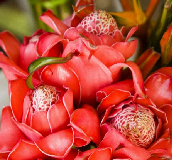 Red torch ginger flowers. Red torch ginger flowers.
