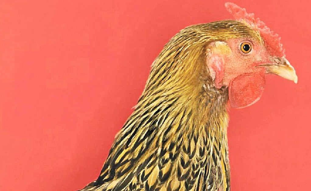 HAPPY HEN: This Golden Laced Wyandotte shows the world how she feels about vegans. HAPPY HEN: This Golden Laced Wyandotte shows the world how she feels about vegans.