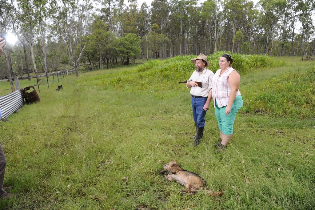 Tac and Lyn Campbell look over the body of a wild dog which was shot by Tac after it attacked their flock of sheep in the early hours of Sunday morning. Photo JoJo Newby / The Daily Examiner Tac and Lyn Campbell look over the body of a wild dog which was shot by Tac after it attacked their flock of sheep in the early hours of Sunday morning. Photo JoJo Newby / The Daily Examiner