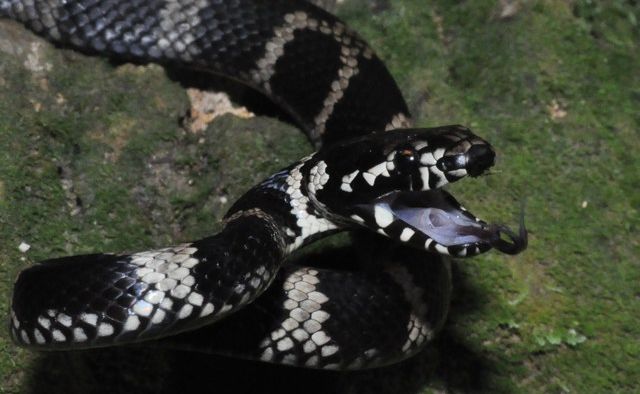 The Stephen's Banded python snake. The Stephen's Banded python snake.