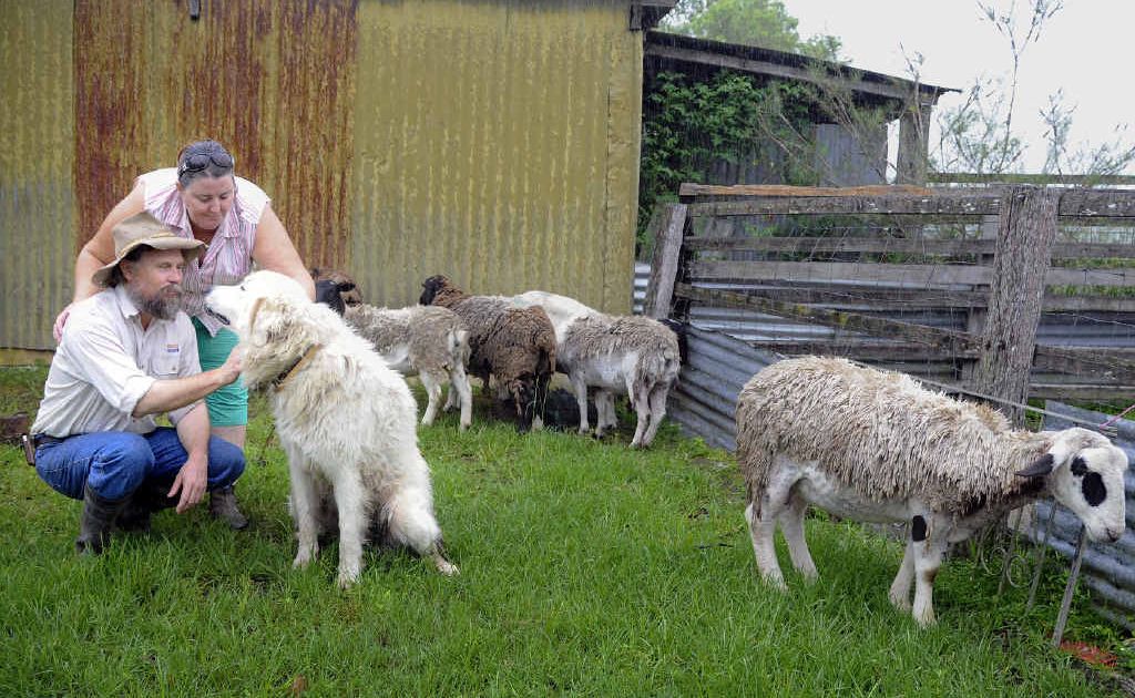 Lyn and Tac Campbell with their dog Tiny. Tiny is a guardian dog for the flock of sheep attacked by wild dogs in the early hours of Sunday morning. Lyn and Tac Campbell with their dog Tiny. Tiny is a guardian dog for the flock of sheep attacked by wild dogs in the early hours of Sunday morning.