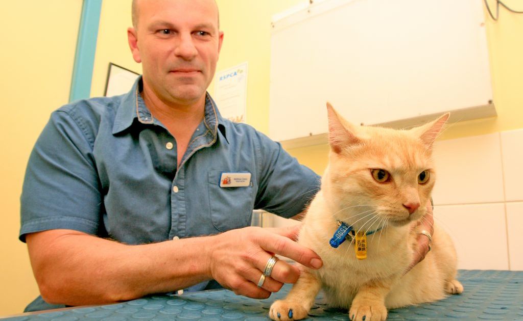 Vet Matthew Carey with fully vaccinated cat Lynx. Vet Matthew Carey with fully vaccinated cat Lynx.