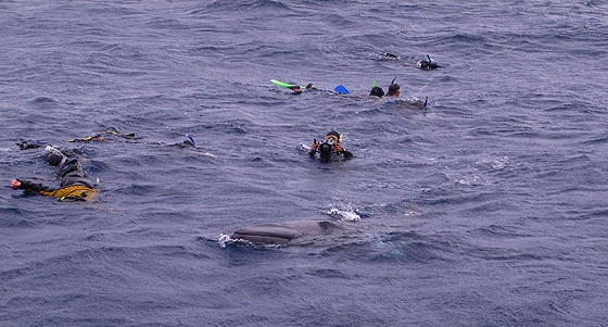 Dwarf Minke whale encounters on Eye to Eye Marine Adventures. Dwarf Minke whale encounters on Eye to Eye Marine Adventures.