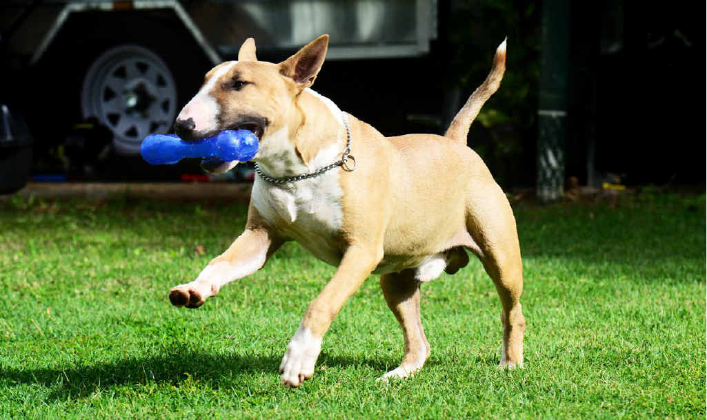 Bull Terrier Jake suffers from a neurological disorder that causes him to spin in circles. Bull Terrier Jake suffers from a neurological disorder that causes him to spin in circles.
