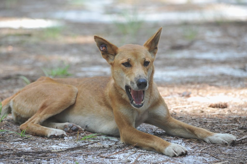 Visitors to Fraser Island over the Easter break have been warned to be wary around the island's dingoes. Visitors to Fraser Island over the Easter break have been warned to be wary around the island's dingoes.