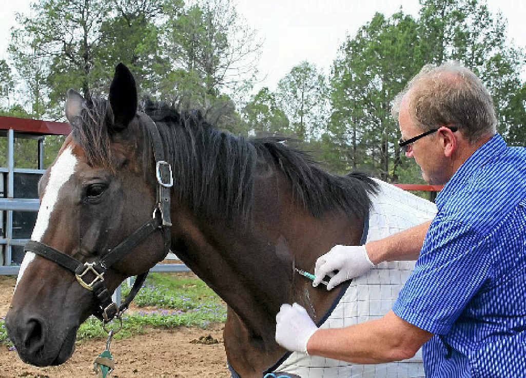 Research is continuing to determine if the vaccine will provide protection against Hendra virus for up to 12 months. Research is continuing to determine if the vaccine will provide protection against Hendra virus for up to 12 months.