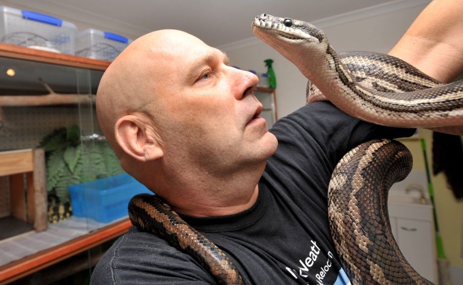 Mark Neath is a snake catcher from Buderim, pictured with a local carpet python. Mark Neath is a snake catcher from Buderim, pictured with a local carpet python.