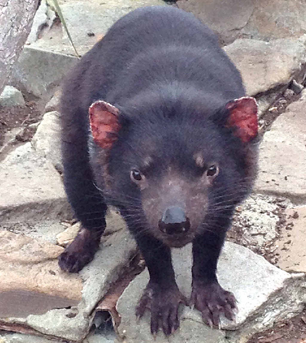 The Tasmanian devil. The Tasmanian devil.