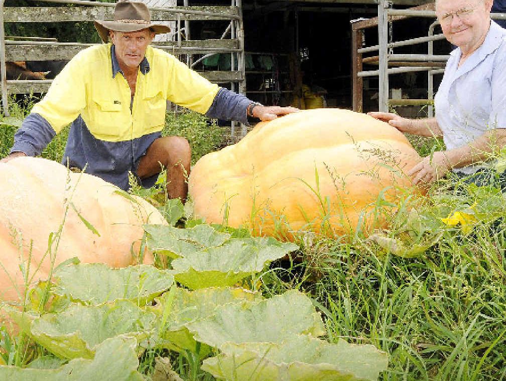 GOLDEN GLORY: Growing partners Stephen Leadbeatter and Kevin Donaghy, of Kyogle, with the two giant pumpkins they hope will bring them glory at the Kyogle Pumpkin Festival on Saturday. PHOTO: DOUG EATON GOLDEN GLORY: Growing partners Stephen Leadbeatter and Kevin Donaghy, of Kyogle, with the two giant pumpkins they hope will bring them glory at the Kyogle Pumpkin Festival on Saturday. PHOTO: DOUG EATON