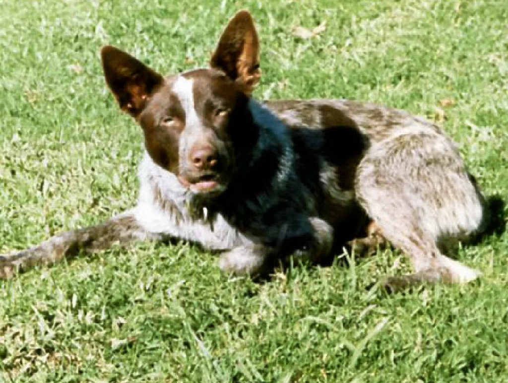 Top dog was the protector of the property Warwick Daily News
