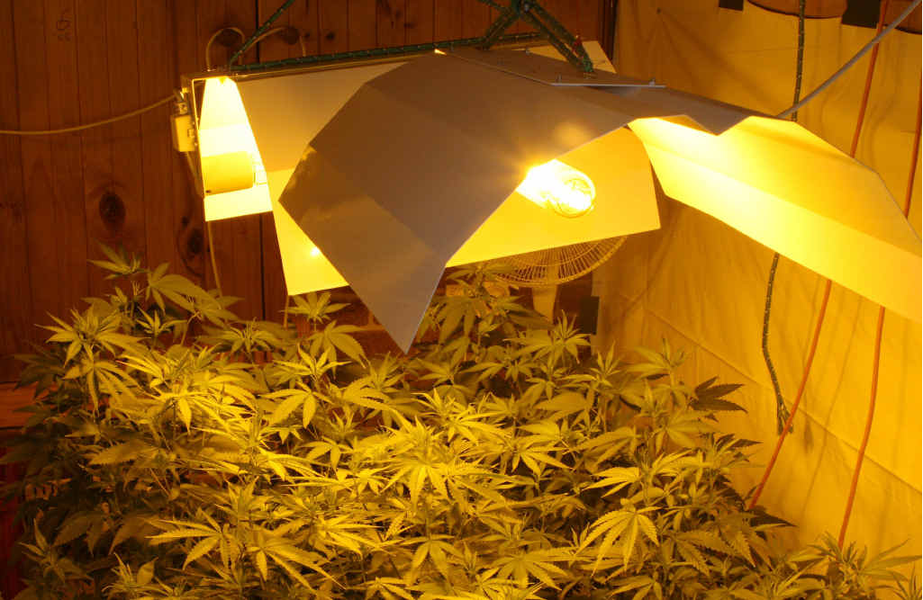 Police say these were some of the hydroponic cannabis plants seized yesterday. Police say these were some of the hydroponic cannabis plants seized yesterday.