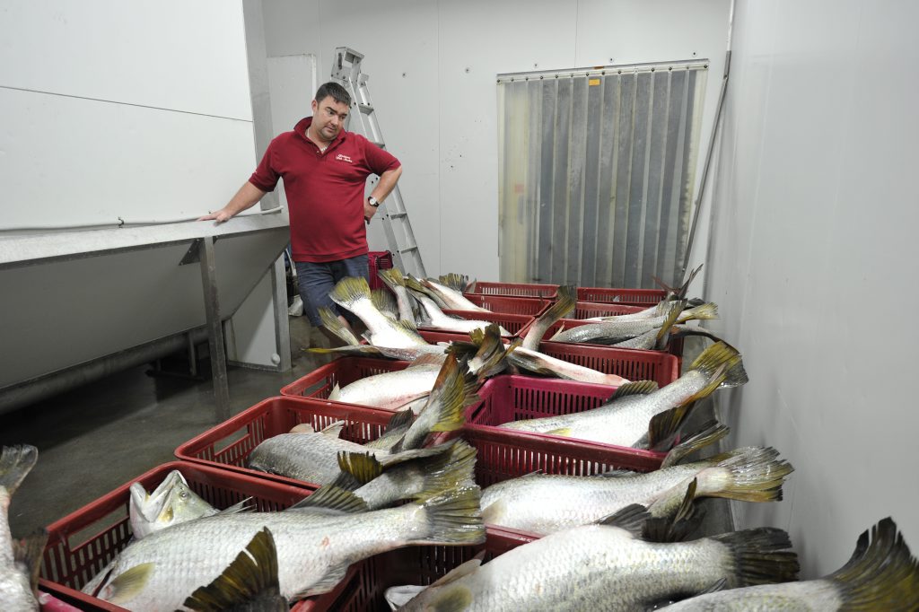 Simon Whittingham at Gladstone Fish Market with a 600kg catch of diseased fish that he had to reject in 2011. Simon Whittingham at Gladstone Fish Market with a 600kg catch of diseased fish that he had to reject in 2011.