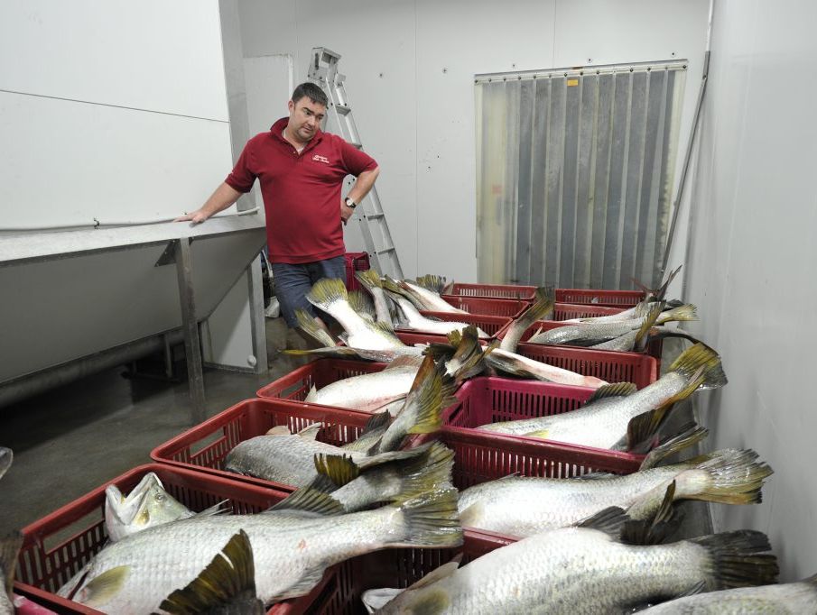 Simon Whittingham at Gladstone Fish Market with a 600kg catch of diseased fish that he had to reject in 2011. Simon Whittingham at Gladstone Fish Market with a 600kg catch of diseased fish that he had to reject in 2011.