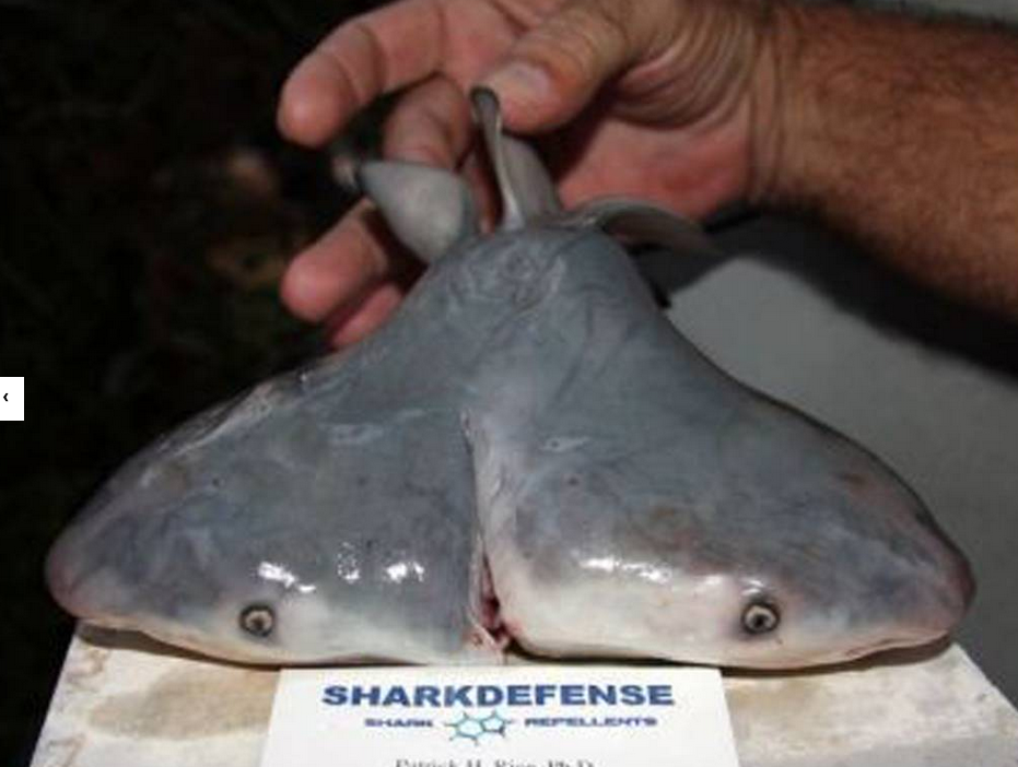 The two-headed shark caught by a fisherman off Florida. The two-headed shark caught by a fisherman off Florida.