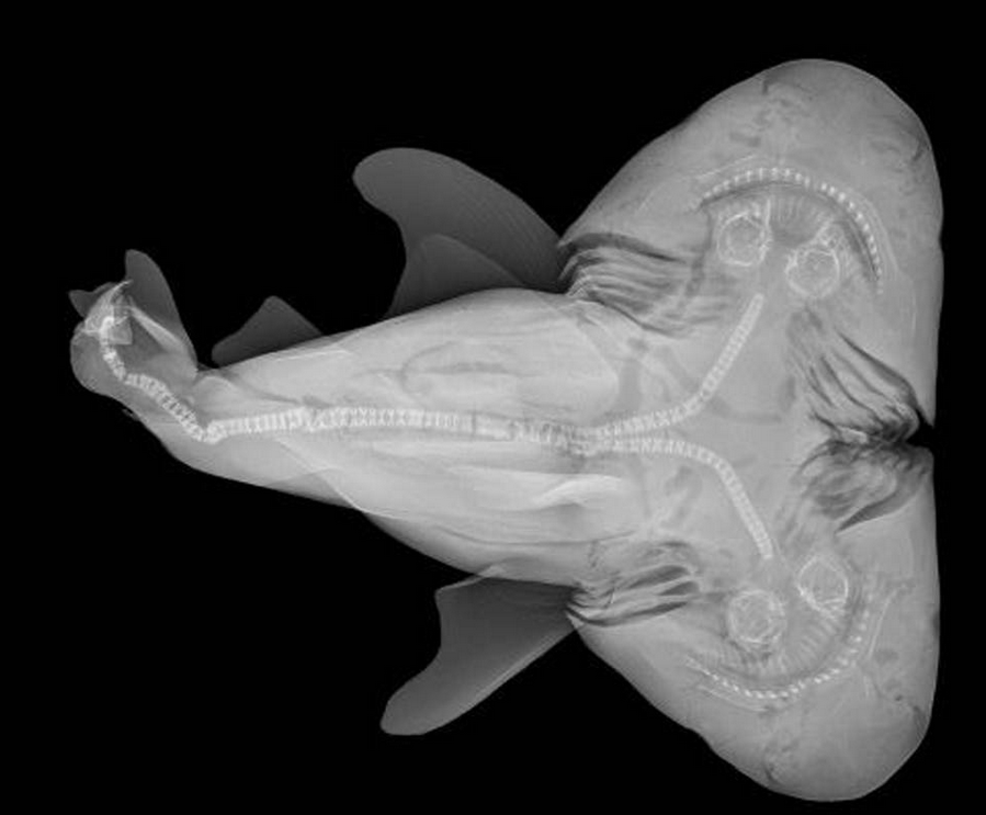 Two headed shark. Two headed shark.