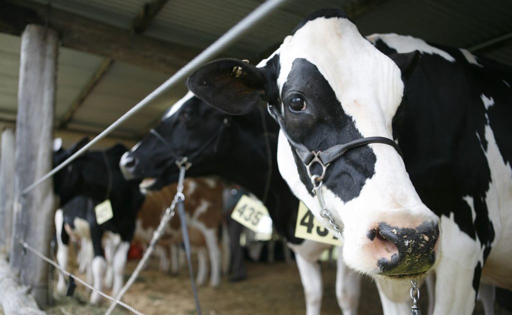 Some of the Federal Government's first round spending will be directed at the dairy industry. Some of the Federal Government's first round spending will be directed at the dairy industry.