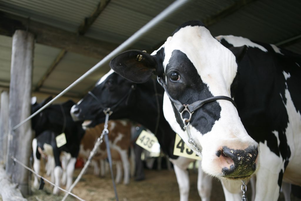 Dairy Cows at the North Coast National. Dairy Cows at the North Coast National.