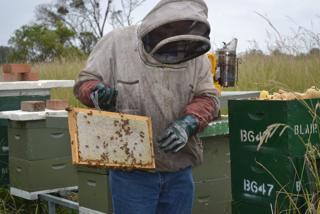 Commercial and hobbyist beekeepers are urged to keep an eye out for evidence of Varroa mites. Commercial and hobbyist beekeepers are urged to keep an eye out for evidence of Varroa mites.