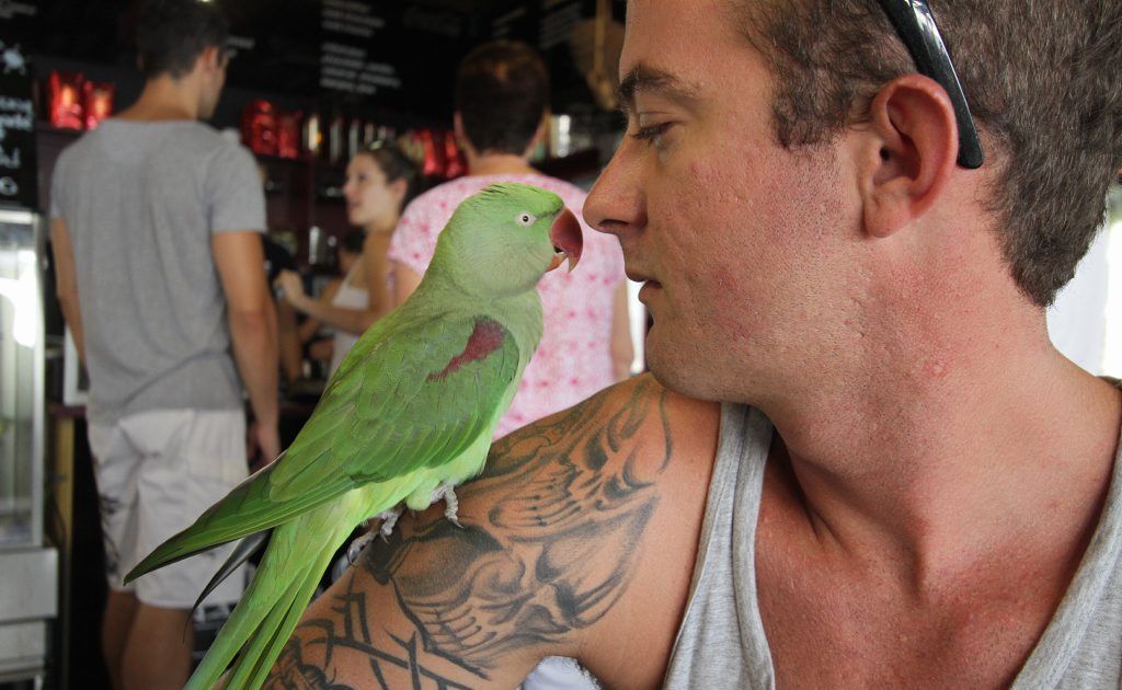 Squawk is reunited with his owner Cameron Brown who had believed his beloved pet had died. Squawk is reunited with his owner Cameron Brown who had believed his beloved pet had died.
