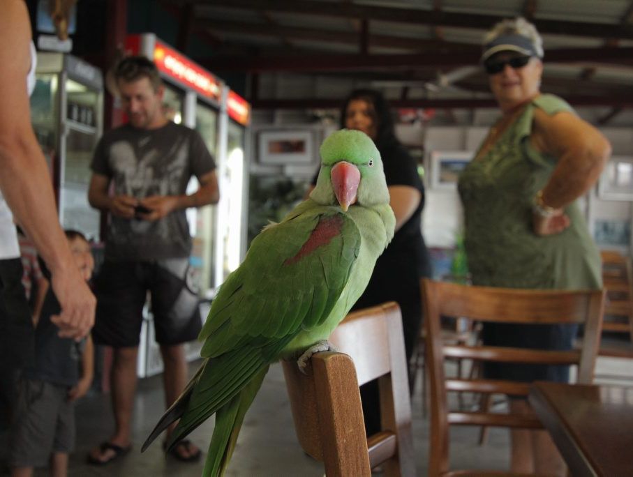 The green parrot that was found wandering around the popular coffee shop at Scarness made himself at home at Enzos. The green parrot that was found wandering around the popular coffee shop at Scarness made himself at home at Enzos.