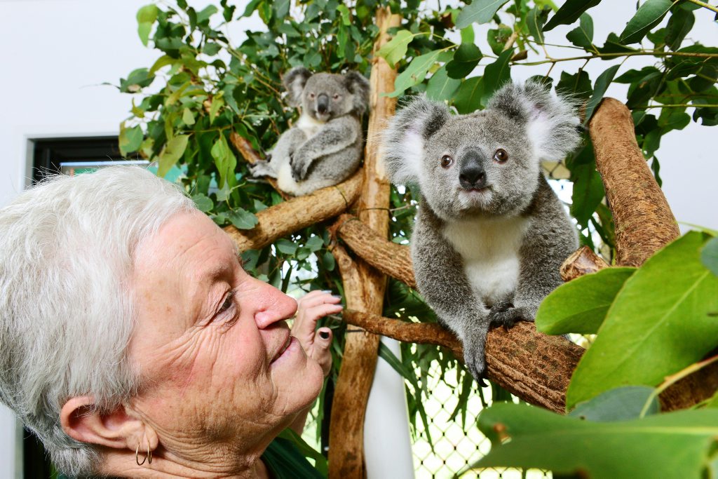 Ipswich Koala Protection Society vice president Marilyn Spletter of Hatton Vale with koala's Webcke (left) and Haylo. Photo: David Nielsen / The Queensland Times Ipswich Koala Protection Society vice president Marilyn Spletter of Hatton Vale with koala's Webcke (left) and Haylo. Photo: David Nielsen / The Queensland Times