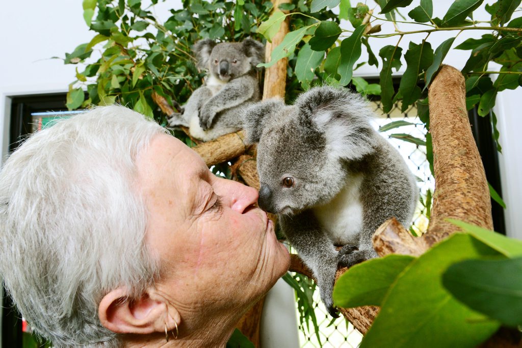 Ipswich Koala Protection Society vice president Marilyn Spletter of Hatton Vale with koala's Webcke (left) and Haylo. Photo: David Nielsen / The Queensland Times Ipswich Koala Protection Society vice president Marilyn Spletter of Hatton Vale with koala's Webcke (left) and Haylo. Photo: David Nielsen / The Queensland Times
