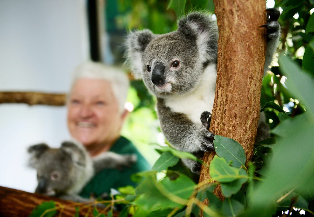 Ipswich Koala Protection Society vice president Marilyn Spletter of Hatton Vale with the two koala's she is currently caring for Webcke and Haylo. Photo: David Nielsen / The Queensland Times Ipswich Koala Protection Society vice president Marilyn Spletter of Hatton Vale with the two koala's she is currently caring for Webcke and Haylo. Photo: David Nielsen / The Queensland Times