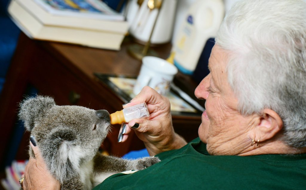 Ipswich Koala Protection Society vice president Marilyn Spletter of Hatton Vale with Webcke. Photo: David Nielsen / The Queensland Times Ipswich Koala Protection Society vice president Marilyn Spletter of Hatton Vale with Webcke. Photo: David Nielsen / The Queensland Times