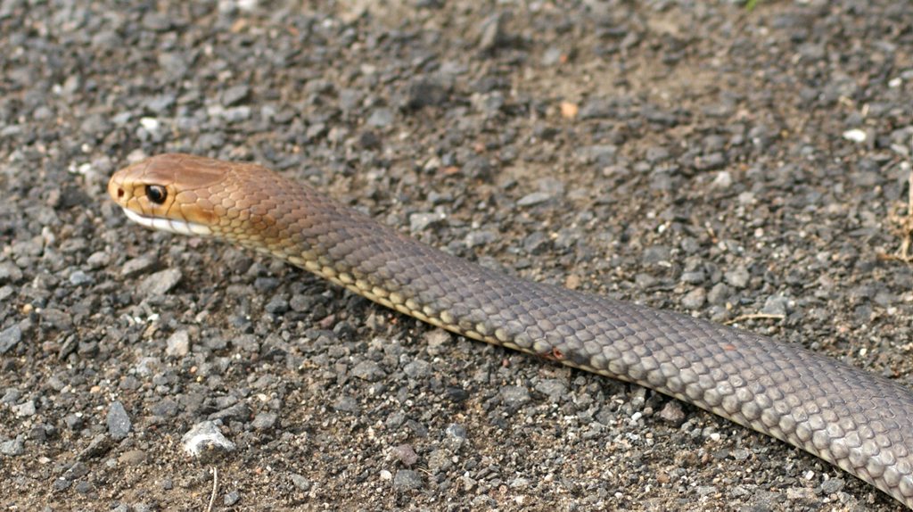 St John Queensland first aid expert Mark Richards said there were many myths involving first aid treatment for snake bites, and it was important for Queenslanders to know fact from fiction. St John Queensland first aid expert Mark Richards said there were many myths involving first aid treatment for snake bites, and it was important for Queenslanders to know fact from fiction.