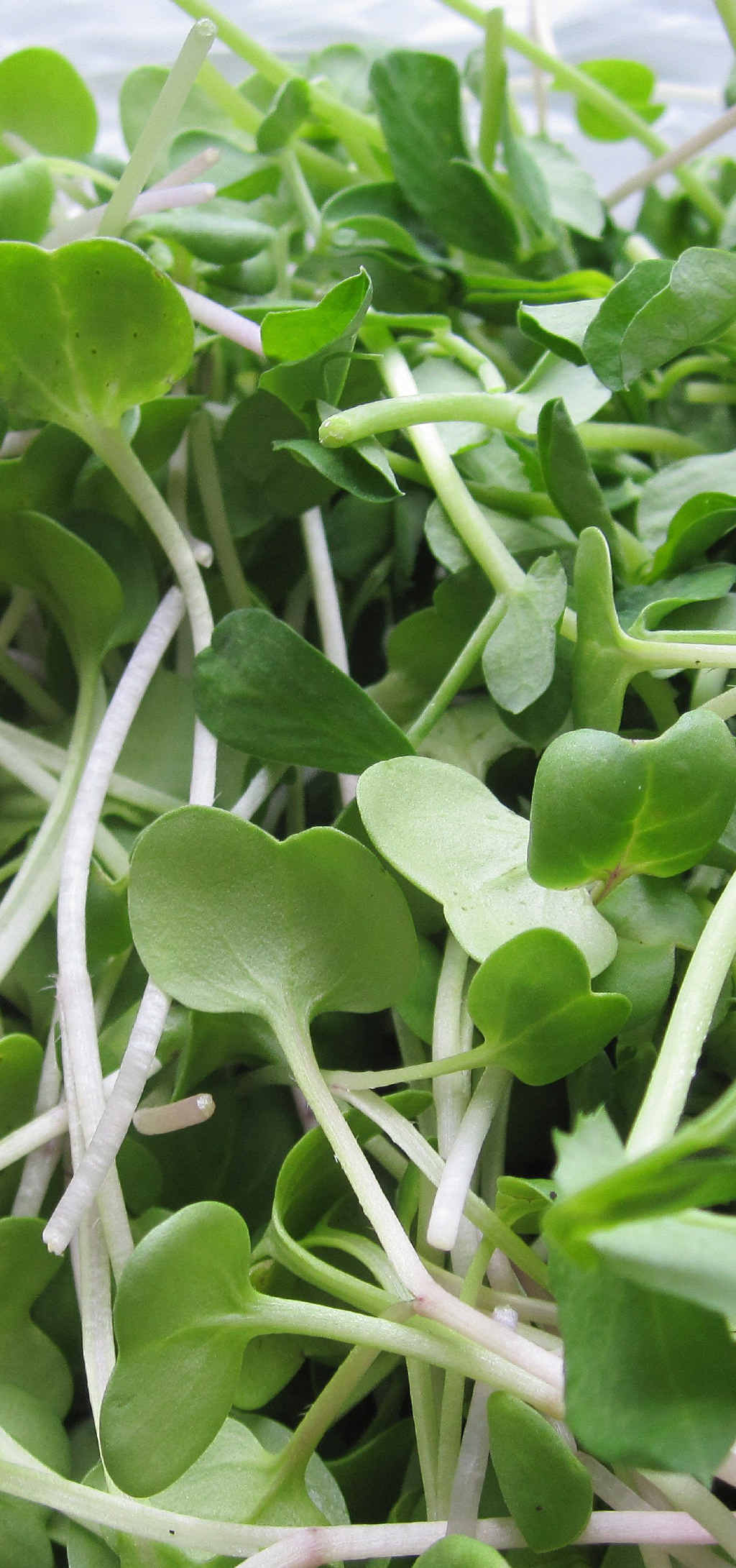 Radish and pea sprouts. Radish and pea sprouts.