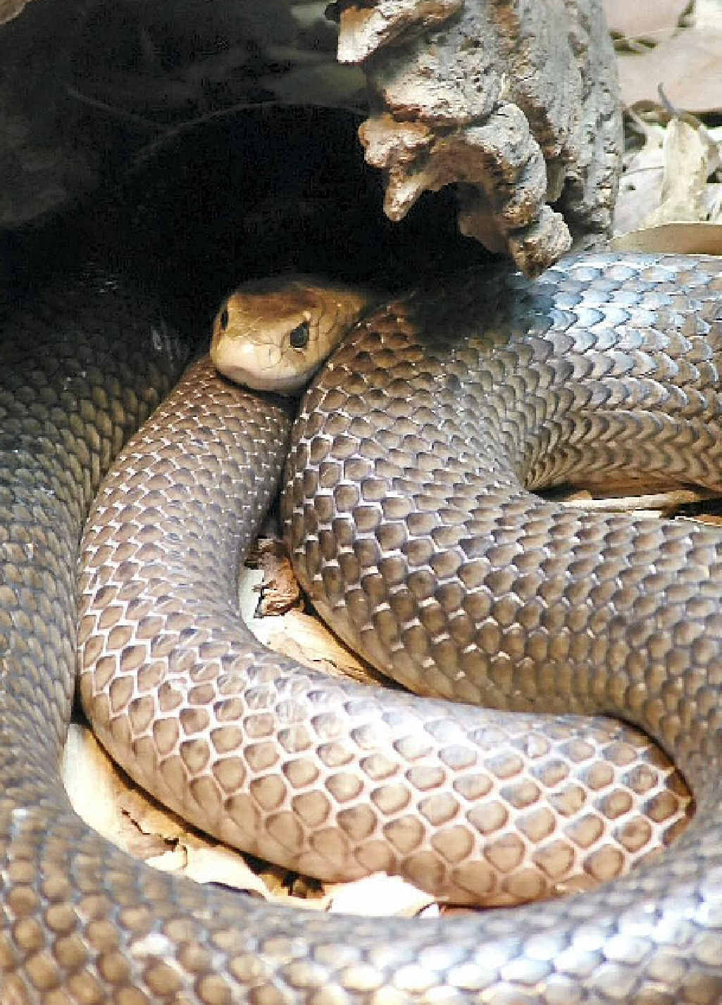 AS much as we'd like to, we tend to never forget those childhood encounters with snakes.
AS much as we'd like to, we tend to never forget those childhood encounters with snakes.