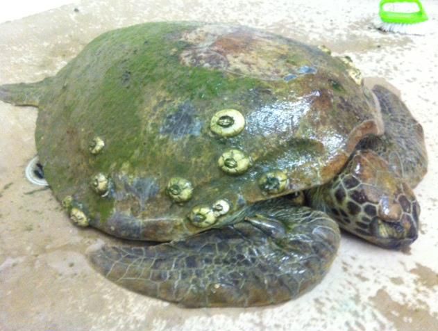 Coral, a starving green turtle, was found at South End Main Beach covered in leeches and barnacles.