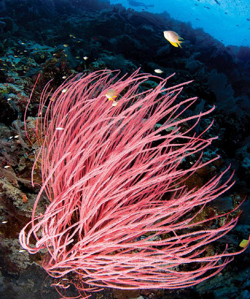 SPECTACULAR: Colourful seafans and gorgonians line the coral reef drop-offs. SPECTACULAR: Colourful seafans and gorgonians line the coral reef drop-offs.