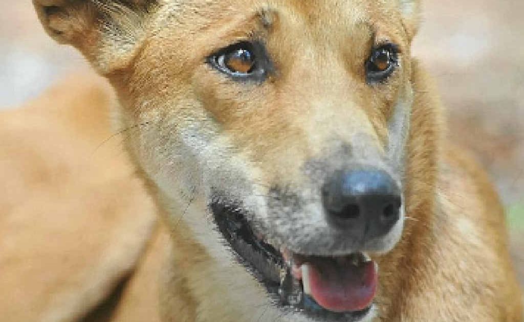 A dingo has been spotted at the Nambour Golf Course. A dingo has been spotted at the Nambour Golf Course.
