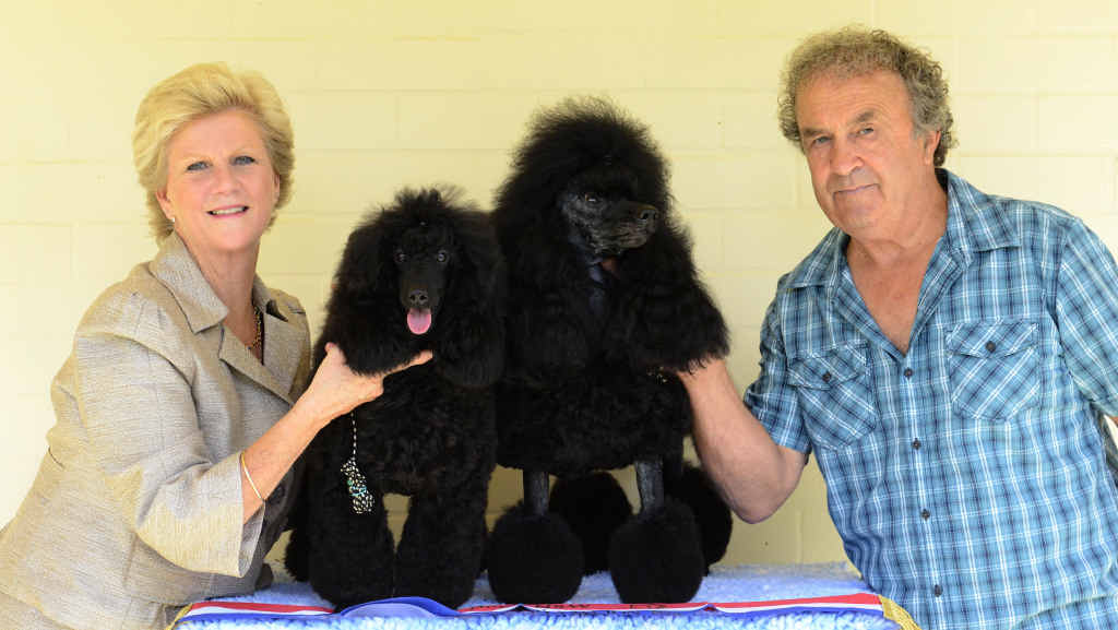 Darelle and Siegfried Kruegar with their champion miniature poodles Abergale (left) and Codie at their home on the Clarence River at Seelands. Darelle and Siegfried Kruegar with their champion miniature poodles Abergale (left) and Codie at their home on the Clarence River at Seelands.
