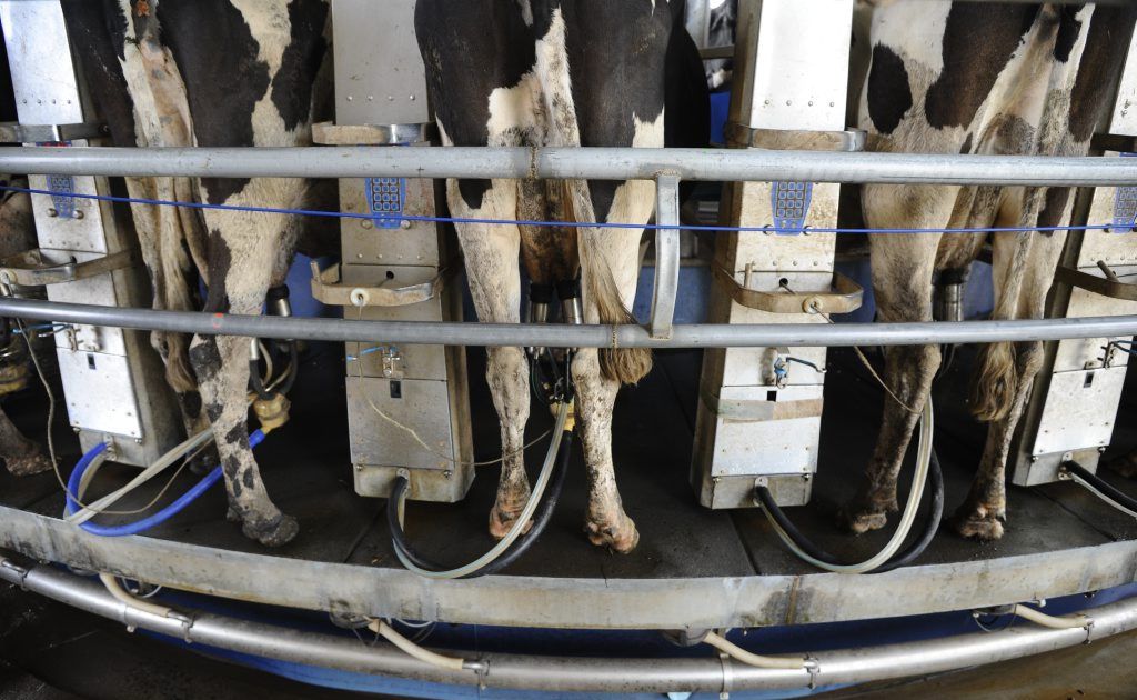 Cattle are milked at Big River Dairy. Photo JoJo Newby / The Daily Examiner Cattle are milked at Big River Dairy. Photo JoJo Newby / The Daily Examiner