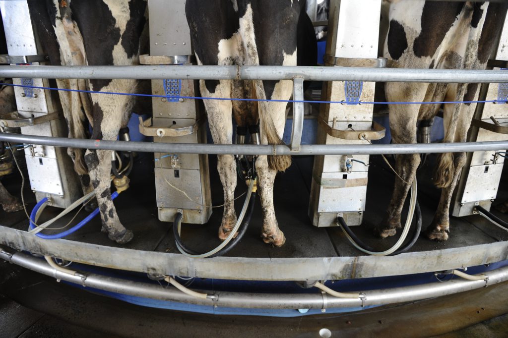 Cattle are milked at Big River Dairy. Photo JoJo Newby / The Daily Examiner Cattle are milked at Big River Dairy. Photo JoJo Newby / The Daily Examiner