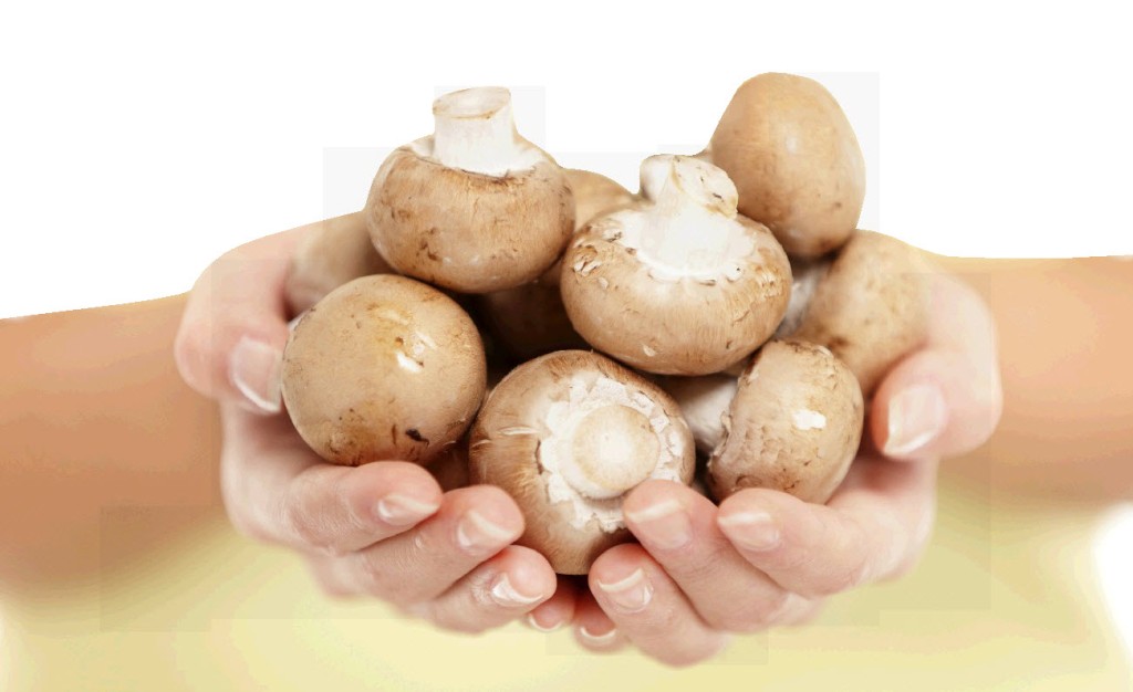 Mushrooms Mushrooms