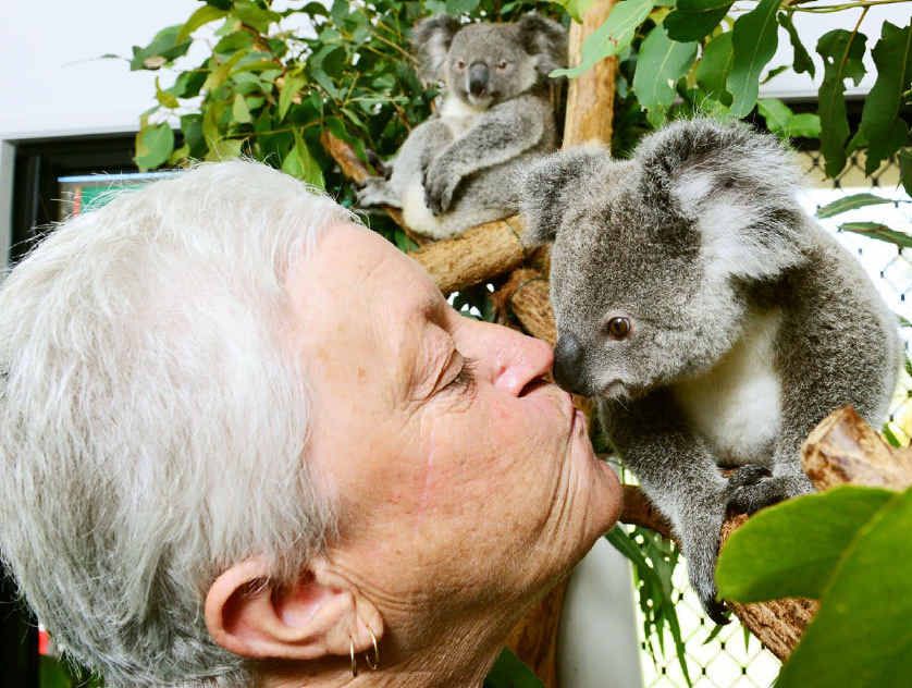 Koalas get second chance thanks to volunteer rescuer