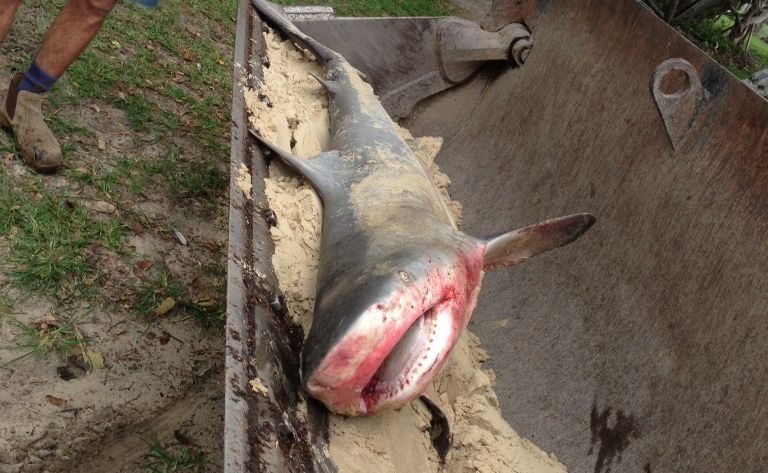The shark pulled from the water at Noosa's Main Beach. The shark pulled from the water at Noosa's Main Beach.