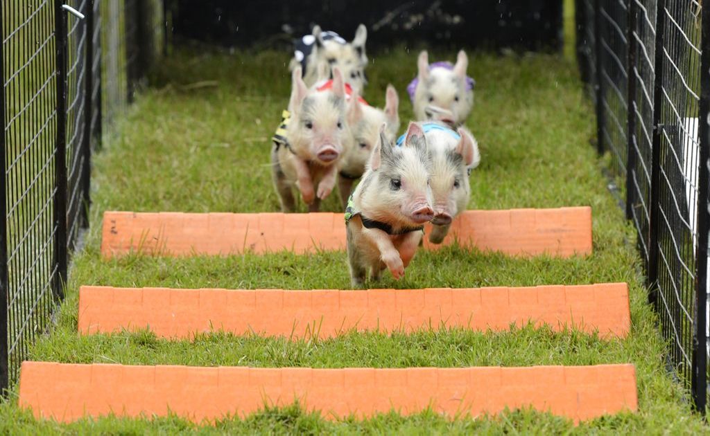 Curly-tailed cuties during the demostration run at the Peak Pig Races and Music Muster. Curly-tailed cuties during the demostration run at the Peak Pig Races and Music Muster.