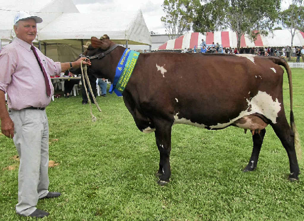 ROYAL EFFORT: Bill Lester, St Andrews Illawarra Stud, Warwick, with his Reserve Champion Junior Female of the Illawarra Feature Show at last Friday’s Toowoomba Royal. ROYAL EFFORT: Bill Lester, St Andrews Illawarra Stud, Warwick, with his Reserve Champion Junior Female of the Illawarra Feature Show at last Friday’s Toowoomba Royal.