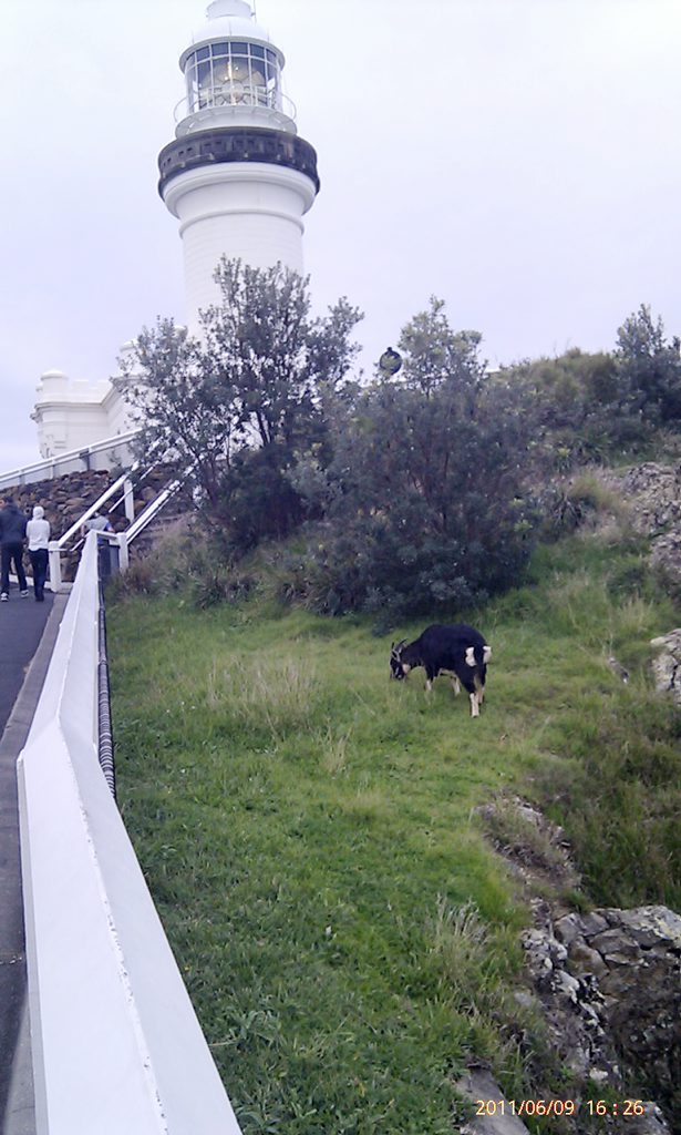 The last goat at Cape Byron The last goat at Cape Byron