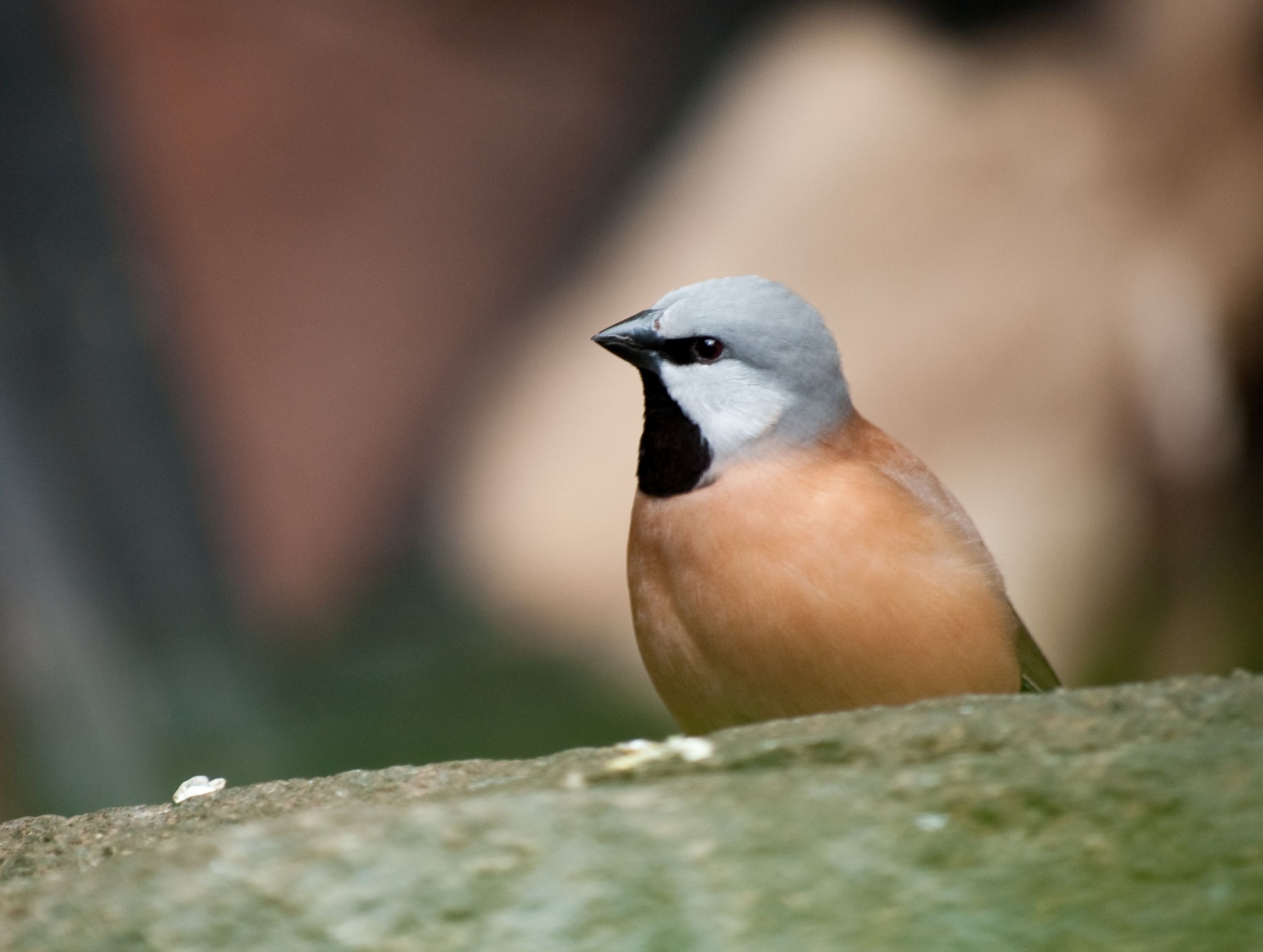 Black-throated finch Black-throated finch