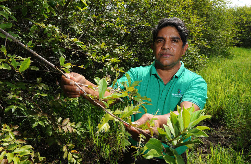 UNWELCOME: Burnett Mary Regional Group technical officer Lalith Gunasekera wants farmers to help fight against weeds, after floods.PHOTO: MIKE KNOTT UNWELCOME: Burnett Mary Regional Group technical officer Lalith Gunasekera wants farmers to help fight against weeds, after floods.PHOTO: MIKE KNOTT