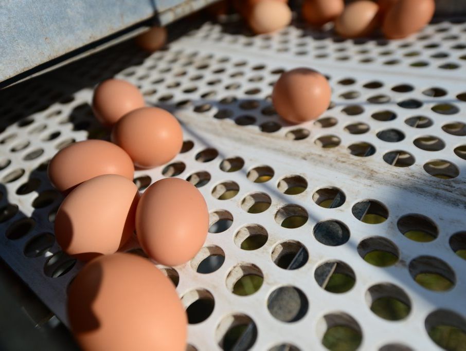 Eggs! Eggs!